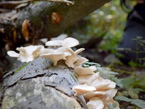 A long-fallen maple tree in southwest Ontario is covered in oyster mushrooms ready for the picking.