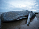 A dead sperm whale that washed up on a beach in Norfolk, England on Feb. 4, 2016.