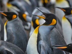 King penguins closely guard their space as a large colony nests on Volunteer Point, Falkland Islands.