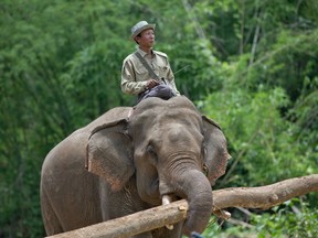 In this June photo,  mahout Than Lwin sits atop an elephant carrying a log in Myanmar. In May, the government led by Aung San Suu Kyi announced a nationwide logging ban for this fiscal year.