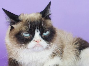 Grumpy Cat