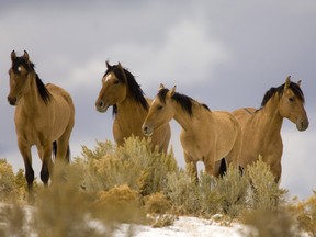 A file photo of wild mustangs from the Kiger Management Area near Diamond, Ore