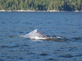 A tangled whale is shown in a handout photo. The young humpback whale is gouged and covered with bloody abrasions, but is expected to survive being snared in parts of unused marine equipment on British Columbia's central coast.