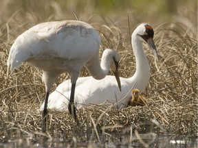 Wood Buffalo National Park is the only place in the world where whooping cranes breed.