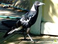 An Australian magpie. One researchers says the birds can even remember individual faces