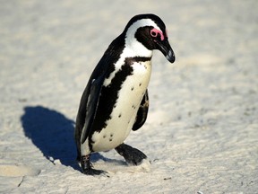 Two students  confessed to stealing a penguin called Buddy, much like this one, from a marine park in South Africa and releasing him into the Indian Ocean.