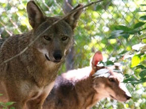 Endangered Wolf Center via AP