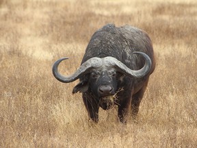Buffalo in Serengeti National Park.