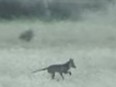 A still from one of two videos uploaded this month that claim to show a thylacine, or Tasmanian tiger.