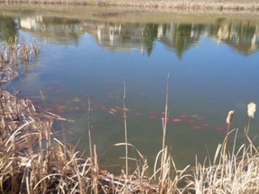 Illegally dumped goldfish in a storm water pond in Okotoks