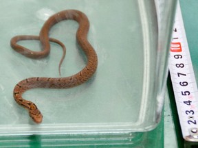 A snake lies in a container after it was caught in the bullet train, almost an hour after the train left the station.