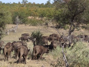 In this photo taken on Sunday, Aug. 7, 2016, a herd of buffalo pass by in the Kruger National Park, South Africa. Rangers in South Africa's biggest wildlife park are killing about 350 hippos and buffalo in an attempt to relieve the impact of a severe drought