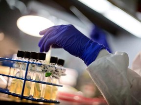 In this Monday, Nov. 25, 2013 file photo, a microbiologist works with tubes of bacteria samples in an antimicrobial resistance and characterization lab within the Infectious Disease Laboratory at the Centers for Disease Control and Prevention in Atlanta.