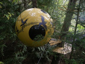The hotel room sphere named Melody rests in a Spruce tree on Vancouver Island.