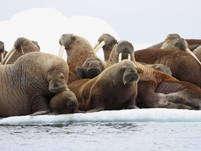 In this July 17, 2012, file photo, adult female walruses rest on an ice flow with young walruses in the Eastern Chukchi Sea, Alaska