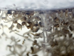 View of pupas of transgenic mosquito Aedes aegypti OX513A, which host reproductive capability is altered, at Oxitec, in Piracicaba, Sao Paulo, Brazil on October 26, 2016.