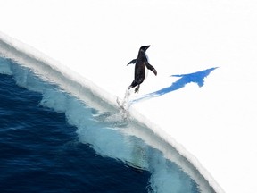 This undated handout photo received from the Antarctic Ocean Alliance on October 28, 2016 shows a adelie penguin jumping onto the ice in the Ross Sea in Antarctica.