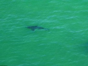 A 2 metre shark off Main Beach, Byron Bay, Australia.