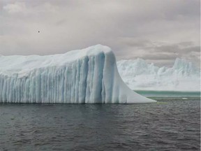 Icebergs floating into the bays of St. Anthony take two years to arrive from Greenland and sometimes carry a polar bear stowaway.