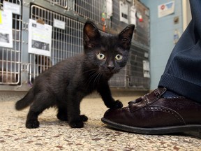 A black kitten plays in the area outside the cages at the Humane Society in Windsor, Ont.