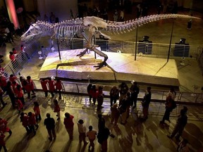This May 17, 2000 file photo shows Sue, the largest and most complete Tyrannosaurus rex skeleton ever found, on public display at the Field Museum of Natural History in Chicago.