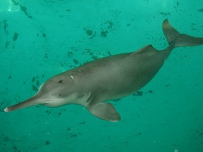 This river dolphin, rescued from the Yangtze River in 1980 after being beached and injured, is shown in an aquarium where she lived for 22 years before dying in 2002.