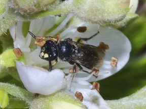 A yellow-faced bee sits on a flower in Hawaii. Federal authorities added seven yellow-faced bee species, Hawaii's only native bees, for protection under the Endangered Species Act Friday, Sept. 30,  a first for any bees in the United States.