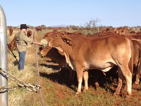 Rob Kinley with beef cattle in Northern Australia. Rob Kinley, a Dalhousie-educated researcher working in Australia, found that feeding artificial cow stomachs seaweed reduces the amount of methane produced by up to 99 per cent. He hopes to replicate the experiment with living cows, whose methane-filled farts and burps make them the largest animal contributors to climate change.