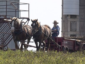 An Amish farmer works in Summerville, P.E.I., on Saturday, Oct. 8. Over the past year, eastern Prince Edward Island has become a bit of an Amish paradise, and Islanders are welcoming the new settlers with open arms.