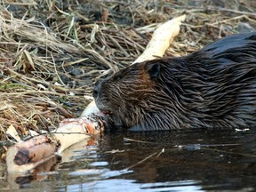 A beaver chews bark in it's pond in Elk Island National Park east of Edmonton Alta., on April 5, 2015.