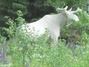 Screenshot from a video of a white moose reportedly captured in Alaska