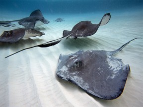 Snorkel or dive with majestic stingrays at world-famous Stingray City