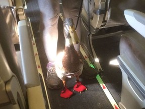 Daniel, an emotional-support duck, on board a recent American Airlines flight.