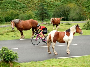 A cyclist makes his way between horses during the first day of the 2016 Haute Route Pyrenees timed cycling event in France.