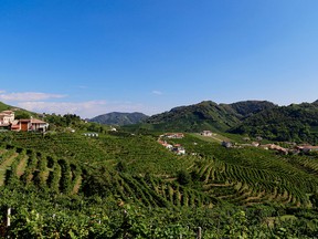 Vineyards in Valdobiaddene, Italy  growing glera grapes, used to make prosecco, the popular Italian sparkling wine.