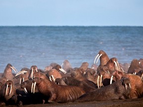 In this September 2013 photo provided by the United States Geological Survey, walruses gather to rest on the shores of the Chukchi Sea near the coastal village of Point Lay, Alaska.