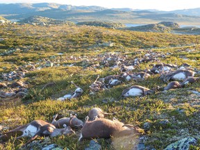 Some 323 dead wild reindeers struck by lightning this year, but tens of thousands have been starved by freak weather.