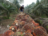 This file photo taken on September 16, 2015 shows a worker handling palm oil seeds at a plantation area in Pelalawan, Riau province in Indonesia's Sumatra island.