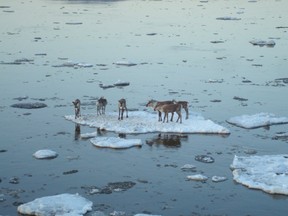 In this May 3, 2014, photo provided by the Alaska Department of Homeland Security and Emergency Management, caribou hitch a ride on an ice chunk in the Yukon River near Circle, Alaska.