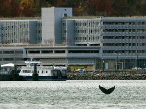 In this Nov. 20, 2016 photo, a humpback whale pops up in the waters between 48th Street and 60th Street as seen from New York City, with New Jersey visible in the background. For nearly a week, a humpback whale has been cavorting in the Hudson River just off the wharves of Manhattan. Sightings have been reported from the Statue of Liberty to well north of the George Washington Bridge.