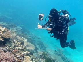 Scientists on November 29, 2016, confirmed a mass bleaching event on the Great Barrier Reef this year killed more corals than ever before, but many popular areas escaped the worst in a big boost to the tourism industry.