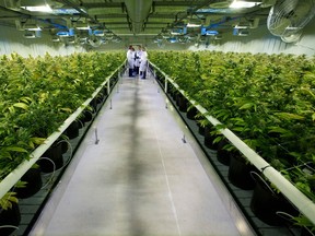 Marijuana plants grow inside one of the ten grow rooms at Aurora Cannabis' production facility near Cremona, Alberta.