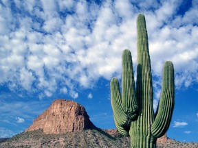 Tortilla Flat, 204 kilometres north of Tuscon, offers one of nature's most productive pantries.