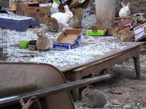 Big Apple Bunnies posted a number photos to social media that it said were of the rabbit colony