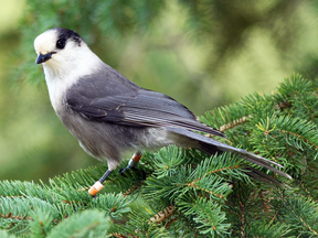 Canadian Geographic announced the gray jay as its pick for Canada's national bird Wednesday night at a Royal Canadian Geographical Society dinner at the Canadian War Museum.