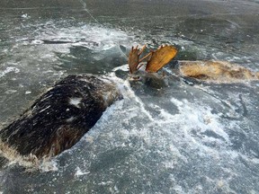 The two bull moose were lying on their sides, apparently locked in a fight to the death, and now perfectly preserved in 20 centimetres of ice.