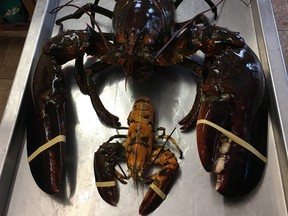 A 23-pound lobster is shown next to an average size lobster at the Alma Lobster Shop in New Brunswick.