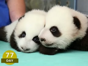 Three-year-old sisters Mei Lun and Mei Huan, the first surviving panda twins to be born in the United States, were returned to China from  Atlanta on Nov. 5, 2016.