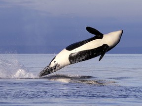 In this 2014 file photo, a female orca leaps from the water while breaching in Puget Sound west of Seattle. Whale researchers who track the small endangered population of Puget Sound orcas say several whales are believed dead or missing since summer.