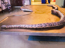 The African rock python from Jean-Claude Savoie's Reptile Ocean pet store.